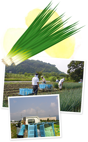 三重県桑名市 ねぎに特化した農業生産