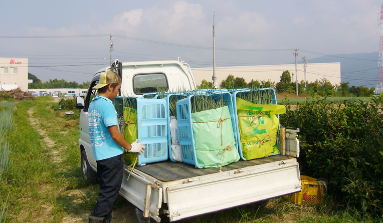 収穫したねぎは、すぐに作業所に運ばれます。